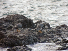 Tachyeres leucocephalus