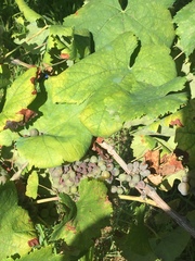 Vitis
