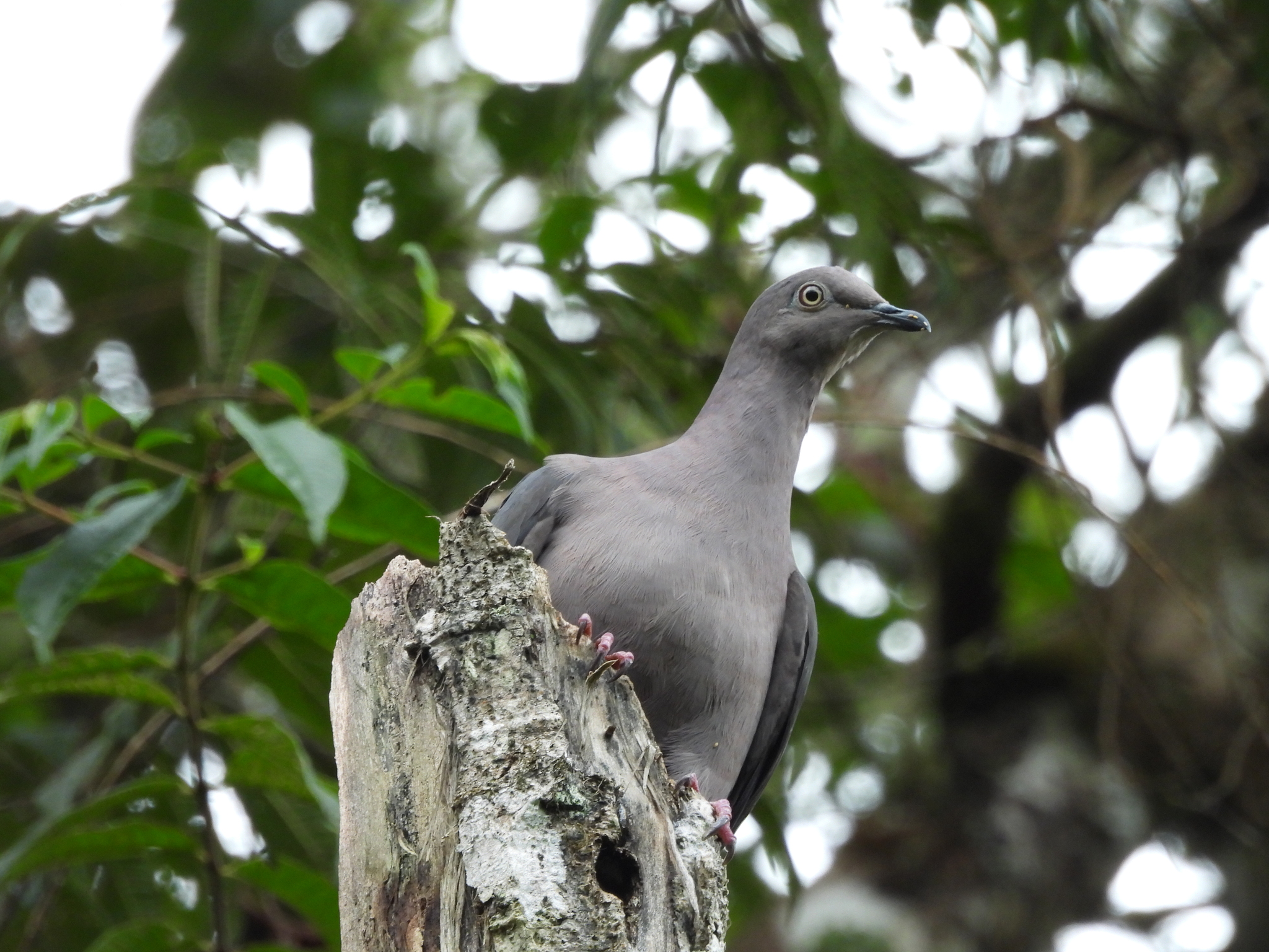 Plumbeous Pigeon (Patagioenas plumbea), photo 7