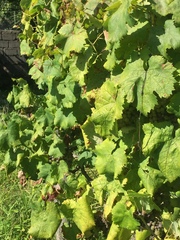 Vitis