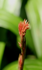 Carex scaposa, photograph author not stated, no rights reserved