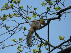 Sciurus vulgaris