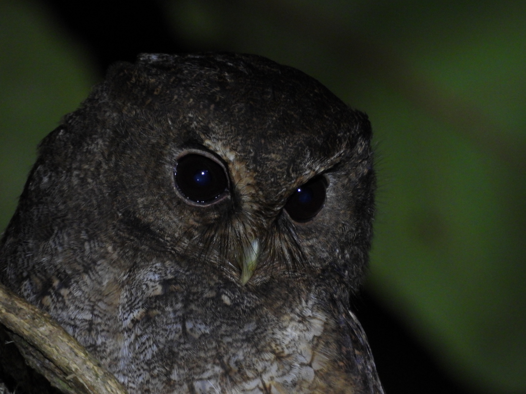 Rufescent Screech Owl (Megascops ingens), photo 8