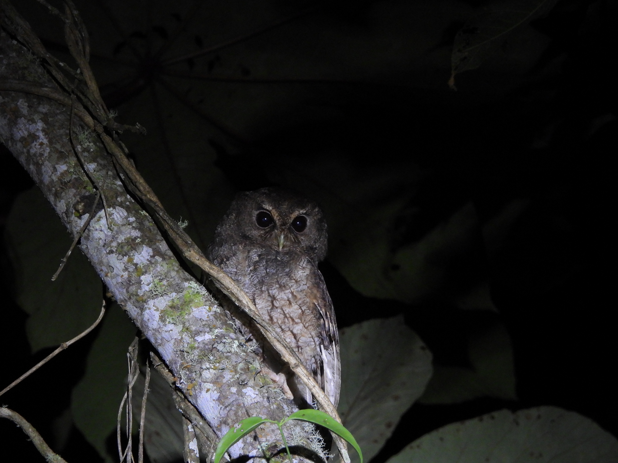 Rufescent Screech Owl (Megascops ingens), photo 9
