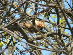 Sciurus vulgaris