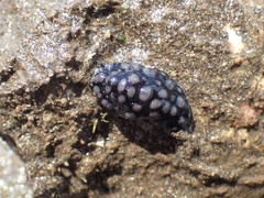 Phyllidiella pustulosa