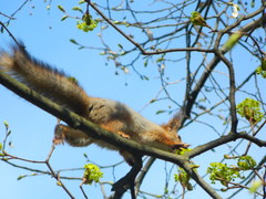 Sciurus vulgaris