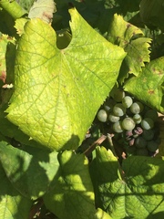 Vitis
