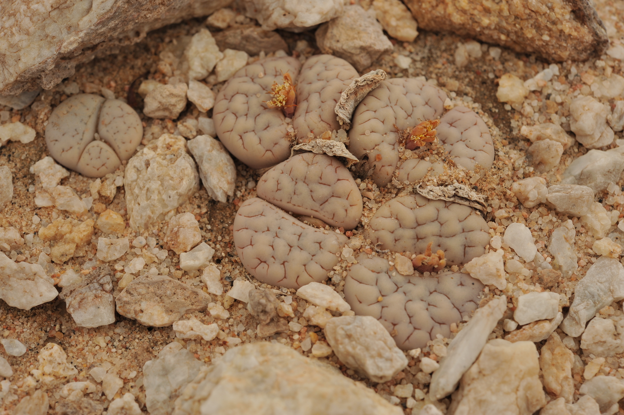 Lithops streyi Schwantes 3