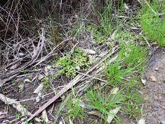 Apium prostratum filiforme