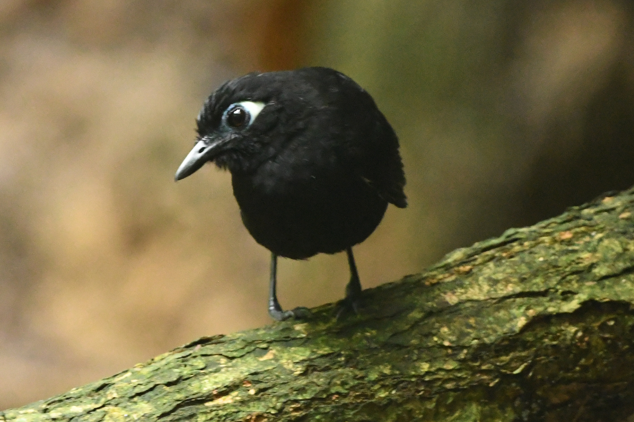Blue-lored Antbird illustration