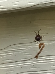 Steatoda bipunctata