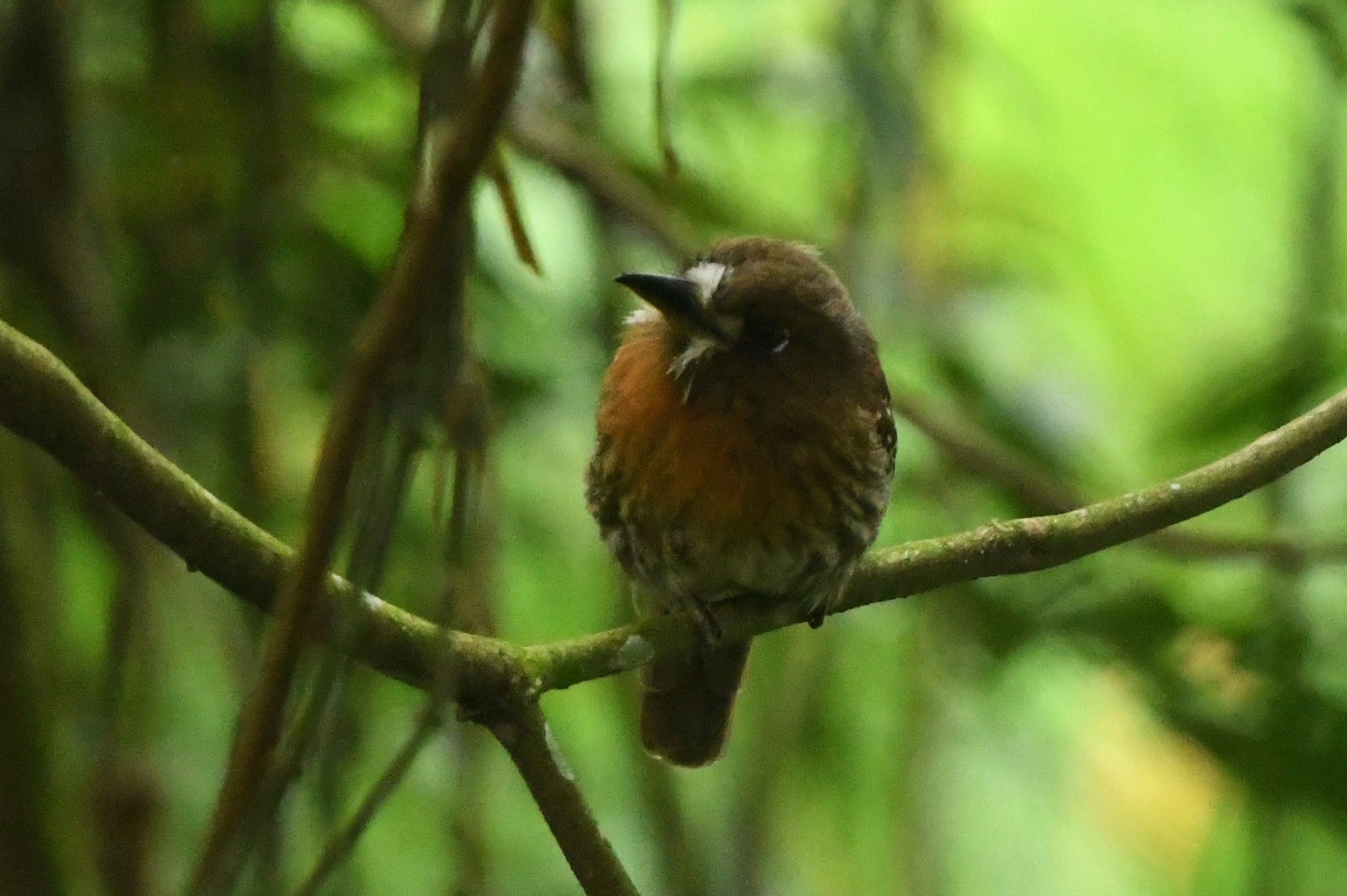 Moustached Puffbird (Malacoptila mystacalis), photo 7