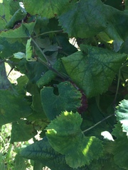 Vitis