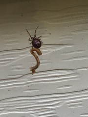 Steatoda bipunctata