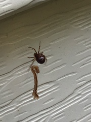 Steatoda bipunctata