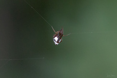 Argyrodes argyrodes