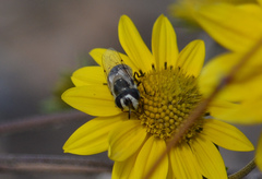 Copestylum marginatum