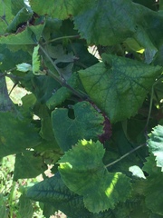 Vitis