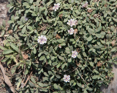 Phyla nodiflora minor