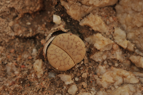 Lithops dendritica Nel 2