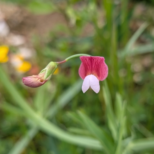 joint-podded pea (Lathyrus articulatus)