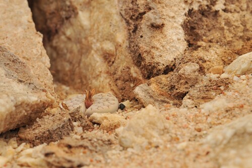 Lithops gracilidelineata C261 TL: 75 km NW of Usakos, Namibia