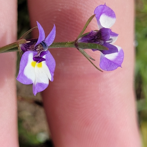 Image of Doublehorn Calicoflower (Downingia bicornuta) by (c) Konshau Duman, some rights reserved (CC BY)