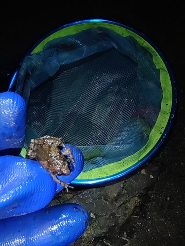 Tubercled Pygmy Frog