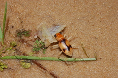 Phaeoxantha cruciata