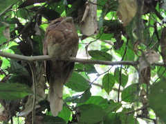 Batrachostomus moniliger