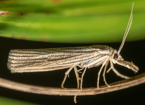 Vagabond Sod Webworm Moth photo 4