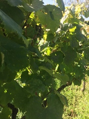 Vitis