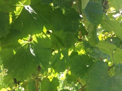 Vitis