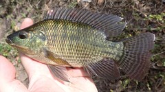 Nile Tilapia photo 5