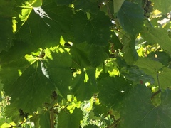 Vitis