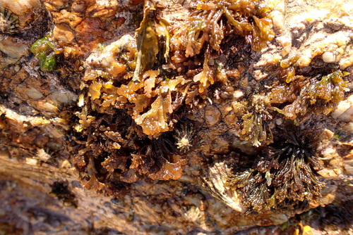 Image of Osmundea pinnatifida by (c) Lou Wagstaffe, some rights reserved (CC BY)
