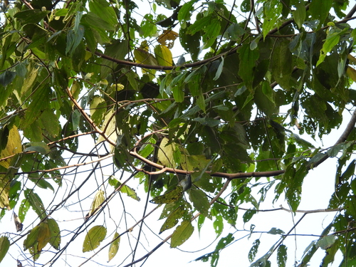 Spotted Tanager (Ixothraupis punctata)