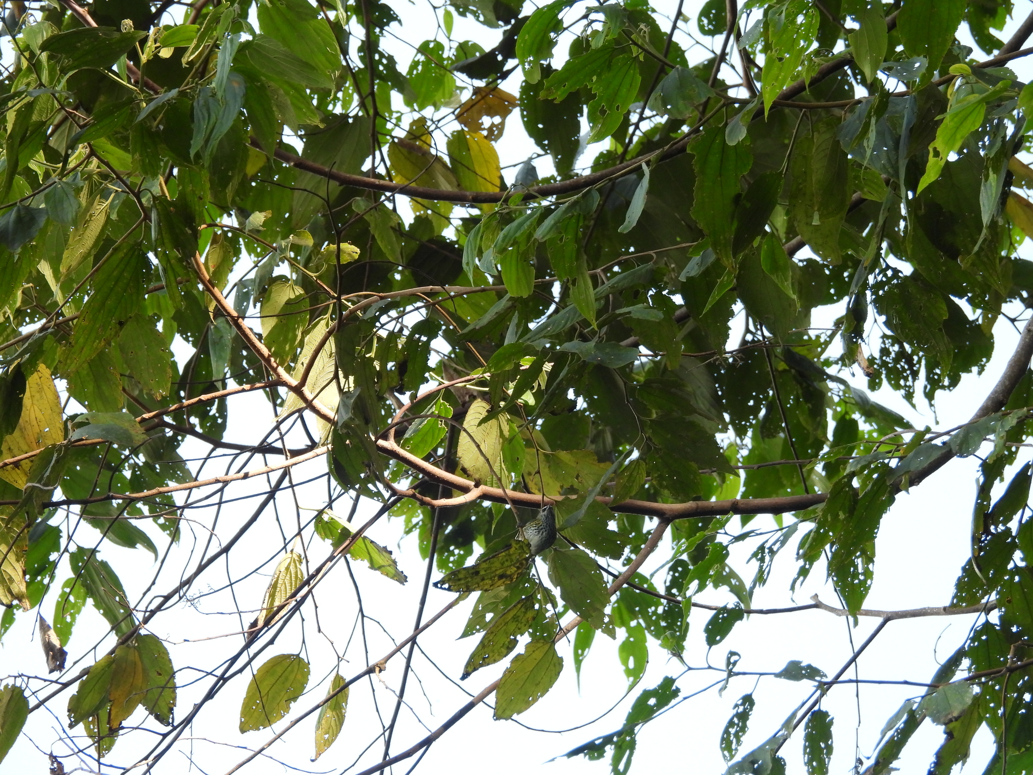 Spotted Tanager (Ixothraupis punctata), photo 1