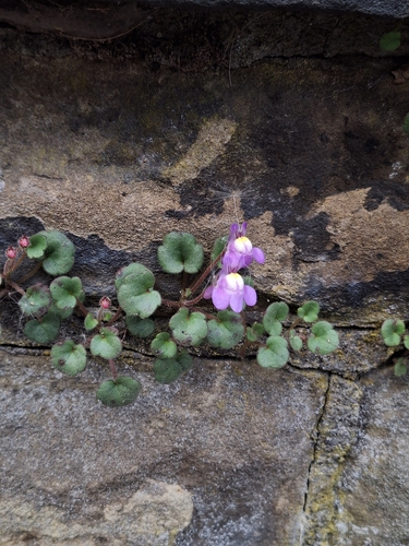 Image of Cymbalaria pallida by (c) Jai, some rights reserved (CC BY)