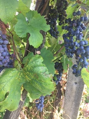 Vitis
