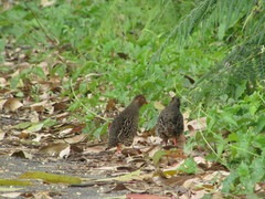 Perdicula erythrorhyncha