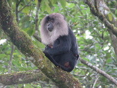 Macaca silenus