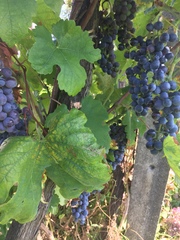 Vitis