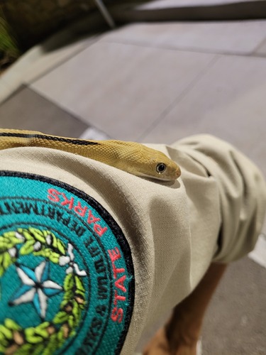 Trans-pecos Ratsnake