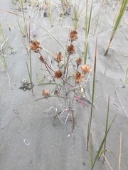 Symphyotrichum yukonense