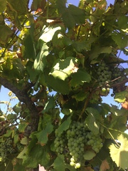 Vitis