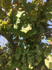 Vitis