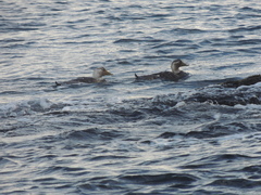 Tachyeres leucocephalus