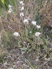 Antennaria pulcherrima